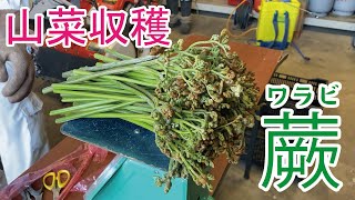 【山菜】ワラビの収穫！大量に採れました♪