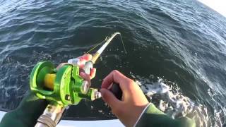 Sea Bass and Jumbo Porgy Fishing Off of Eastern Long Island