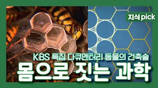 [명작 다큐멘터리 - 동물의 건축술] 3. 몸으로 짓는 과학  l  KBS 100314 방송