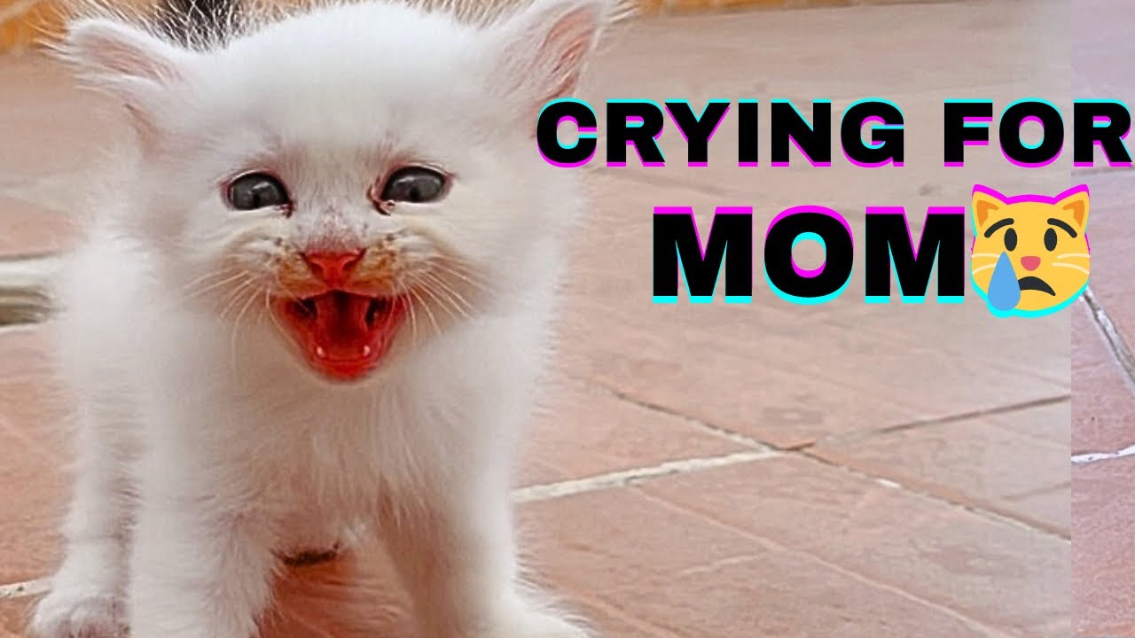 Cute Kitten Meowing Loudly Cute Kitten Calling Mom Cat Youtube