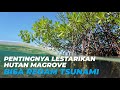 Bagaimana Hutan Mangrove Lindungi Daratan dari Tsunami. Tertarik Jadi Pendekar Hutan Mangrove?