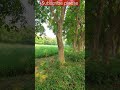 Gerua, Jahangirnagar University #ju #nature #awesomeview #shorts #ytshorts #viral