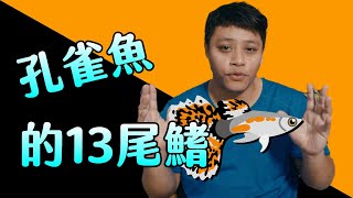 水族diy 養魚技巧 簡單養魚 孔雀魚的13尾鰭(提供CC字幕)