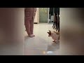 Try Not To Laugh 😎 Funniest Cats and Dogs 2024 😻🐶