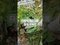 다육이 꽃대 인정사정 없이 슈욱~~ 슥~ 경산다육 succulent flowers