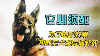 这狗必须死！为了电影效果，功勋卓著的军犬竟被导演偷偷炸死