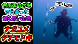 【超レア】台風後に遭遇した驚きの生物！！滅多に見れない貴重な姿に興奮！！