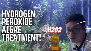 H2O2 Treatment | Betta Tank Algae Chemical Treatment Update