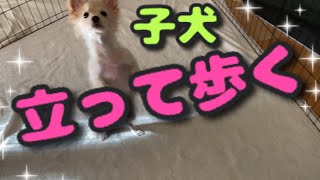 【子犬が、立って歩いてみた！】puppy walking on 2 back legs