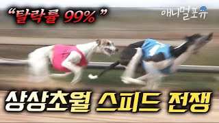 (시청자 요청) 시속 70km 자동차도 따라잡는 미친 경주개들의 질주본능 I KBS 주주클럽 061105 방송