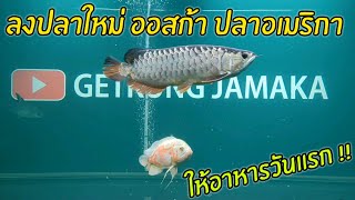 ลงปลาใหม่ ออสก้า ปลาอเมริกาใต้ !! ให้อาหารมื้อแรกกินดี เข้ากับปลามังกรได้เลย 🦈