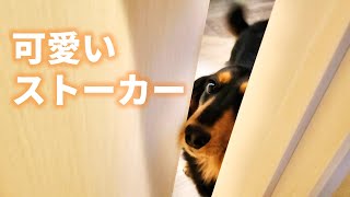 【ダックスフンド】ストーカーのようにずっと見てくる可愛い犬