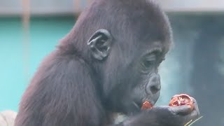 小金剛Ringo為了保住核桃，跑到媽媽身上 Ringo protects the walnut, so he climbed on mama's back