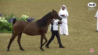 N 325 BOURHANI MARSICA   Qatar National Arabian Horse Championship 2022   Mares 11+ Years Old Class