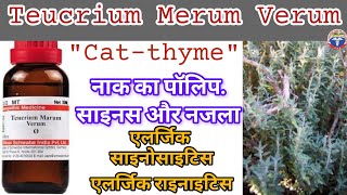 teucrium merum verum-cat thyme medicinal benefits for nasal polyp sinus and catarrh with atrophy