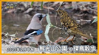 【探鳥散歩 VLOG】久しぶりの智光山公園で探鳥、トラツグミに出会う