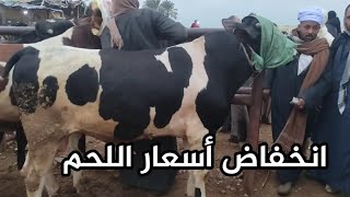 صدمة في سوق المواشي ( انخفاض أسعار العجول البقري اللحم من جديد)5/ 1/ 2025