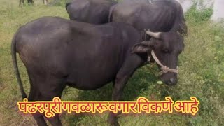 गाव लातूर. पंढरपुरी गवळारू वगार विकणे आहे मो.8007954025