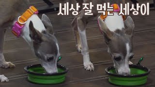 친구들 보양식까지 싹싹 긁어먹는 세상이👍🏻 펫키지(petkage) 5회 | JTBC 210923 방송