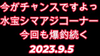 釣り堀水宝だけの「シマアジコーナー」ハリス落として2→１.75→1.5号で今回も爆釣でした!!