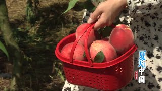 云南曲靖：甜美可口水蜜桃「夏天里的中国」