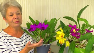 HOW TO MAKE Cattleya in KERAMZIT FLOWERS ALL YEAR ROUND ??! CARE AND MAINTENANCE of Cattleya HOUSE.