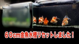 【金魚水槽】60cm金魚水槽をリセットしました。