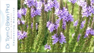 Vervain health benefits