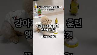 강아지 종치기 훈련 앵무새 반응?!#강아지 #강아지브이로그 #강아지키우기 #반려견 #반려동물 #앵무새#훈련 #귀여운 #푸들