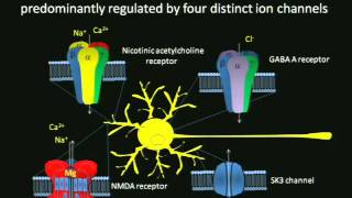 Dissecting the Role of Dopamine in Fear and Anxiety