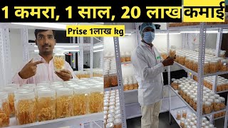 1 कमरा, 1 साल, लाखों कमाओ । दुनिया की सबसे महंगी मशरूम । cordyceps militaris Training