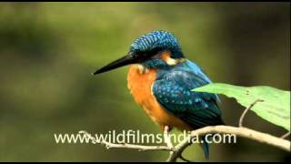 Common Kingfisher