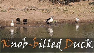 Knob-billed Duck (Sarkidiornis melanotos) Bird Call Video | Kruger Birds | Stories Of The Kruger