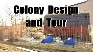 Why I Chose THIS Colony Design | Meat Rabbit Colony Tour and Explanation