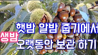 햇밤ㆍ생밤 줍기 체험힐링 오랫동안 보관 하기