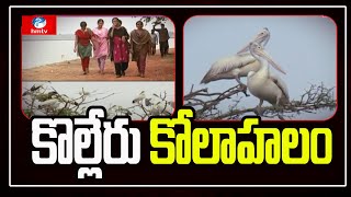 పర్యాటకులతో సందడి చేస్తున్న కొల్లేరు సరస్సు | Migratory Birds Arrive at Kolleru Lake | hmtv