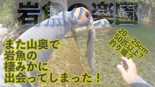 【４Ｋ】新潟県の源流砂防ダムが「岩魚の釣り堀」楽園状態だった。この場所ナイショ…