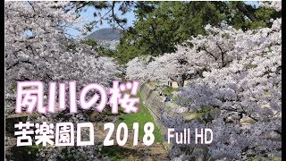 夙川苦楽園口の桜2018