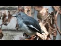 bird songs solitary song of an oriental magpie robin