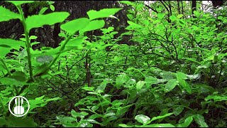 Light Rain Sounds \u0026 Birds Chirping - White Noise Forest Ambience for Sleeping, Study, Meditation