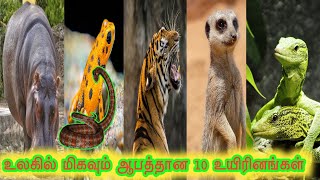 உலகில் மிகவும் ஆபத்தான 10 விலங்குகள் 🐯 most dangerous 10 animals  #animals #whildlife #facts #tamil