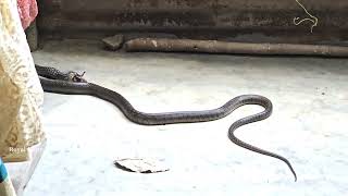 పాము ఎలుక ని ఎలా మింగుతుంది చూడండి.Indian Rat snake Rescue 7396969617