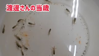 佐々木養魚場さんに渡邊さんの当歳の金魚が入荷