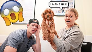 Convincing My Husband to Buy a 2nd Dog!!