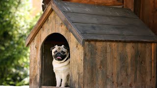 Cuddle Up with Your Pug The Joys of Bedtime Stories