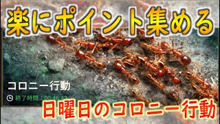 [ザ・アンツ]中立生物のコロニー行動を出来るだけ多くクリアさせる