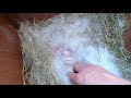 Разведение кроликов. Белый великан и Советская шиншила.rabbit breeding