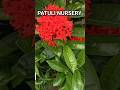 Flowers plants nursery patuli#shorts #youtube shorts#gardening @g.g