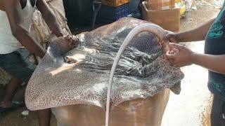 56 Kg Shankar Fish video |  Shankar Fish in Bengaliशंकुश मछली |Thriukkai Fish | Batoidea \u0026 Ray Fish