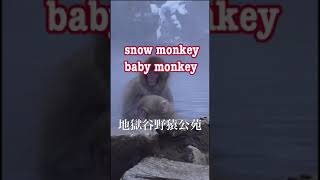 Snow monkey   Baby monkey   地獄谷野猿公苑＃Shorts